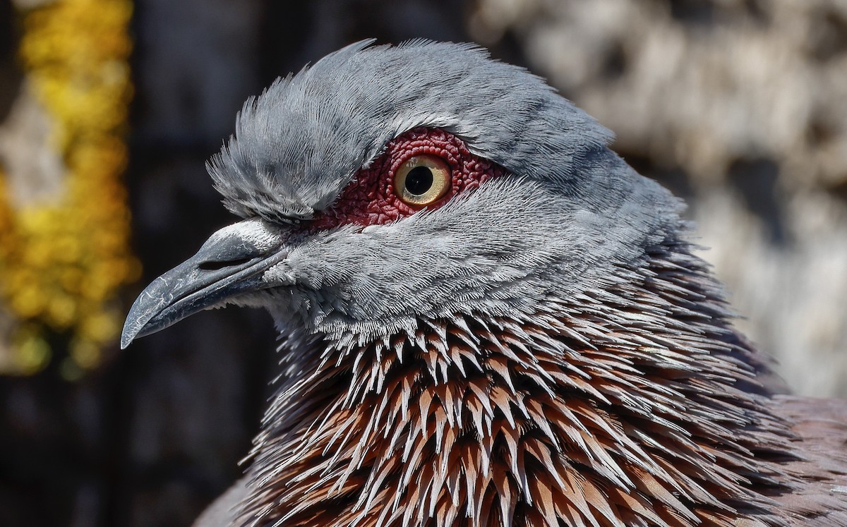 Speckled Pigeon - ML619282762