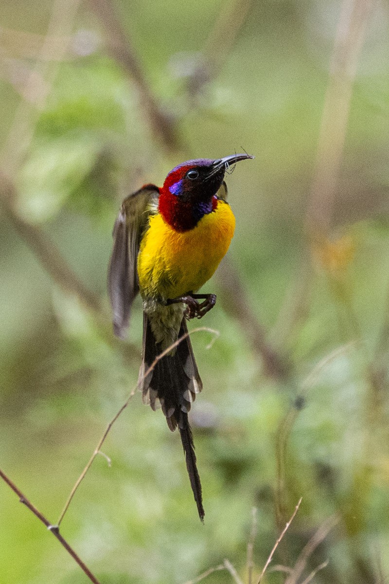 Mrs. Gould's Sunbird - Uday Agashe