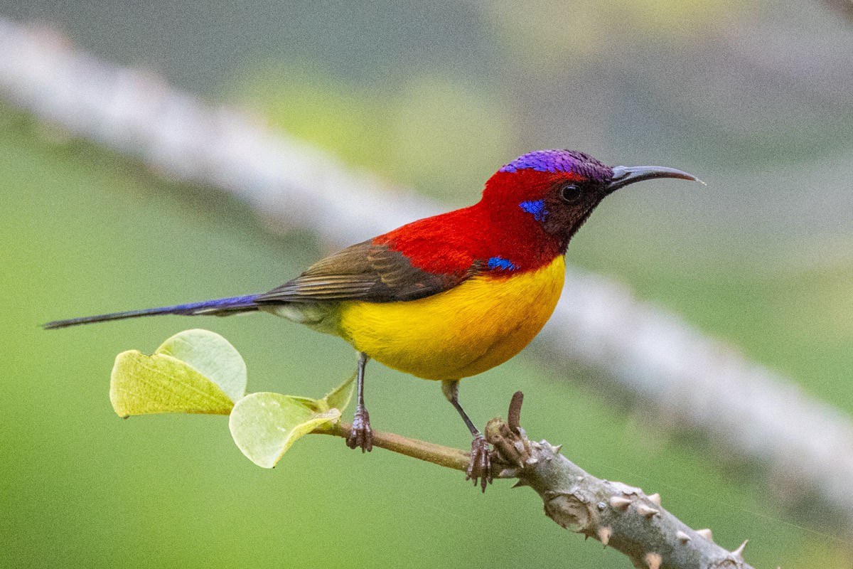 Mrs. Gould's Sunbird - Uday Agashe