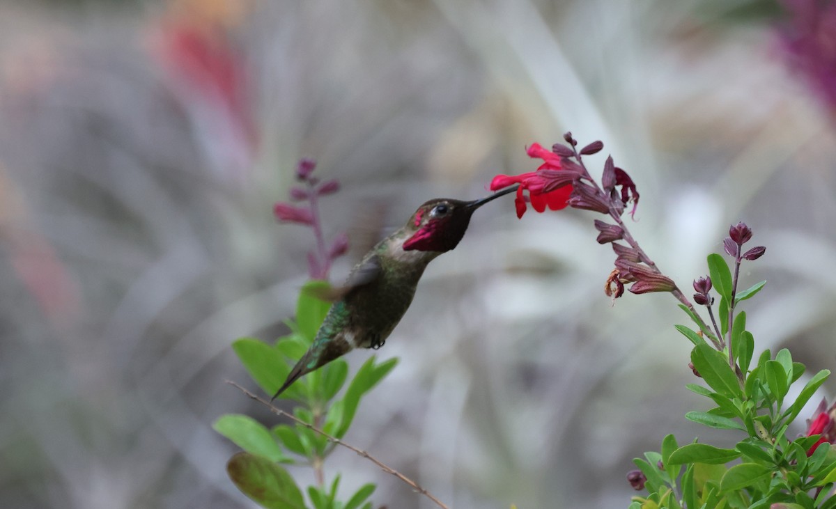 Anna's Hummingbird - Bill Tweet