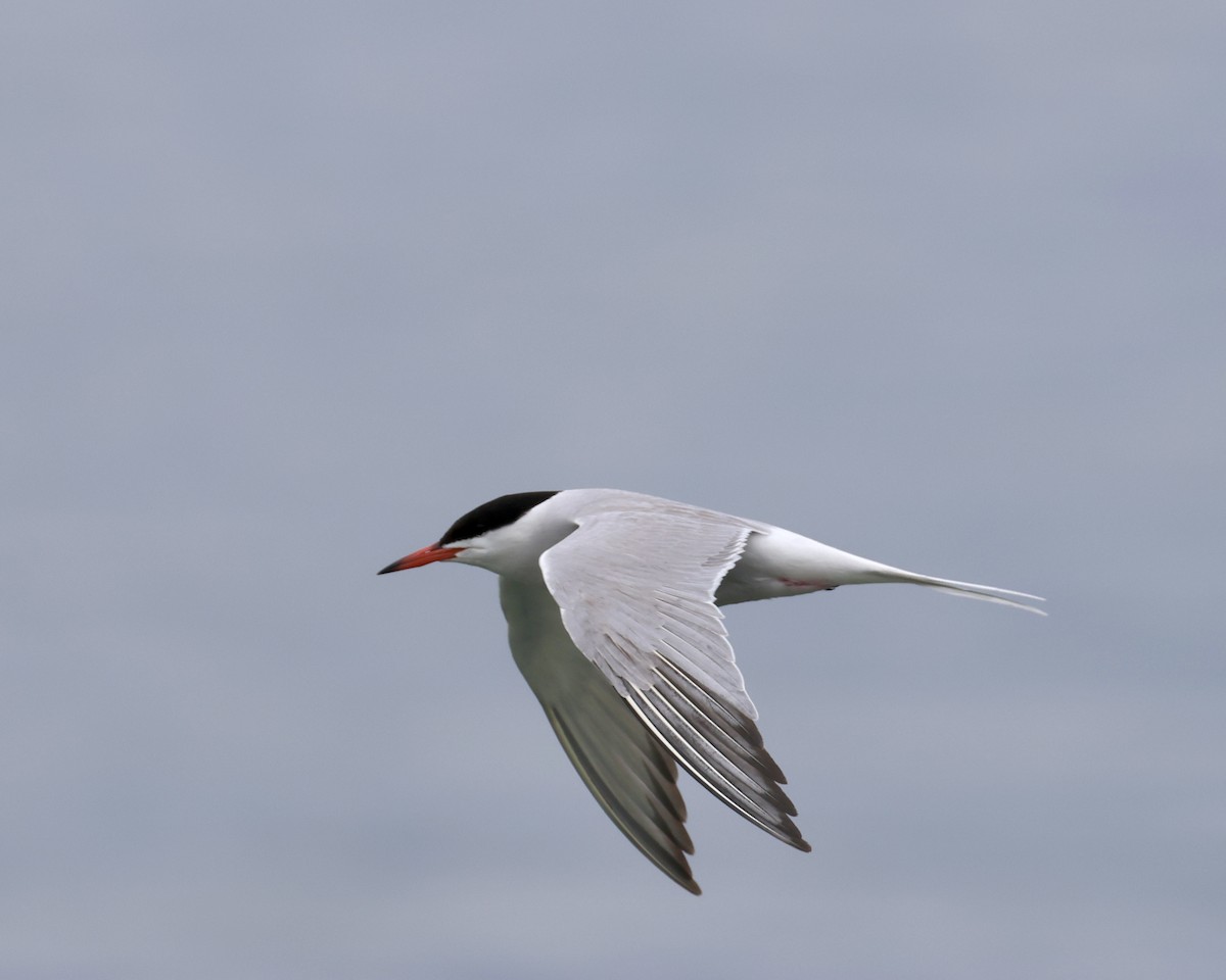 Common Tern - Sam Shaw