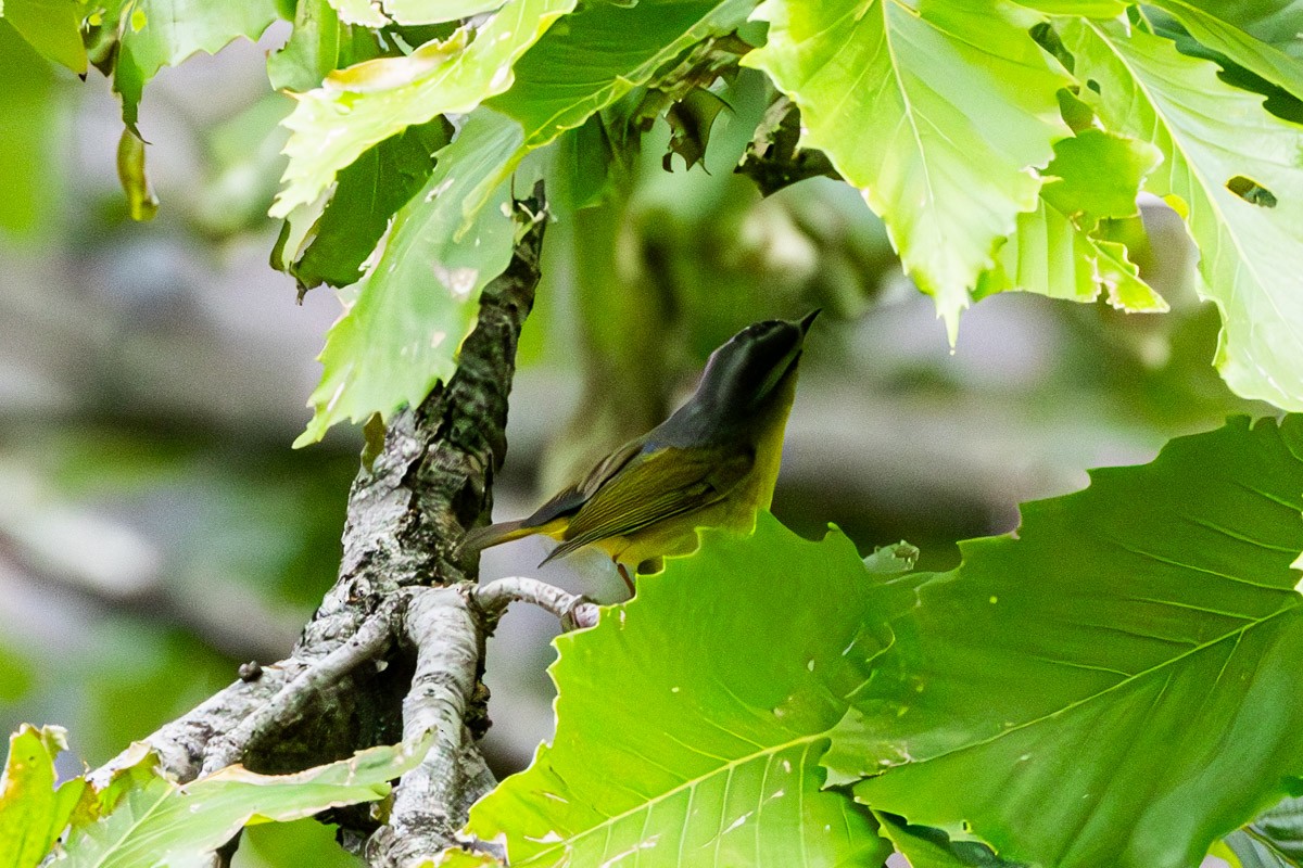 Gray-hooded Warbler - Uday Agashe