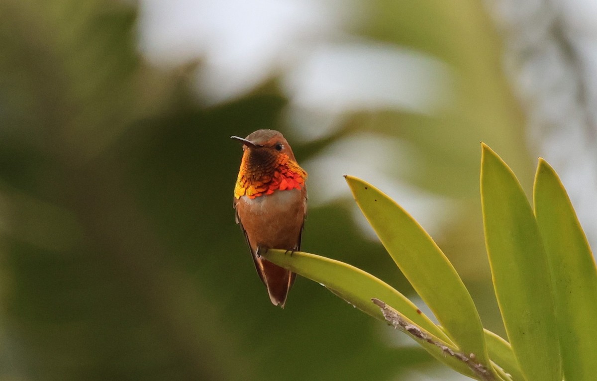 Allen's Hummingbird - Bill Tweet