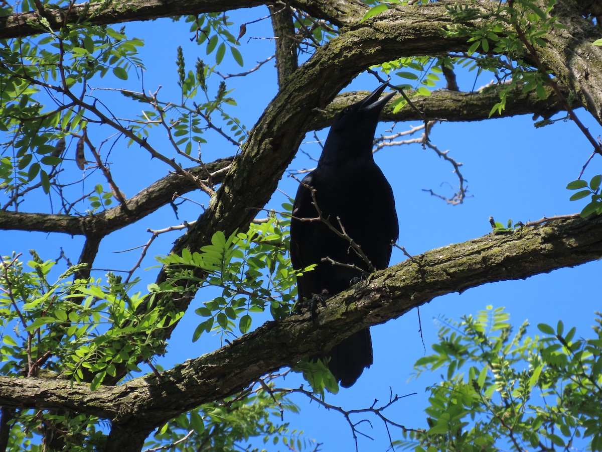 Fish Crow - dave chase