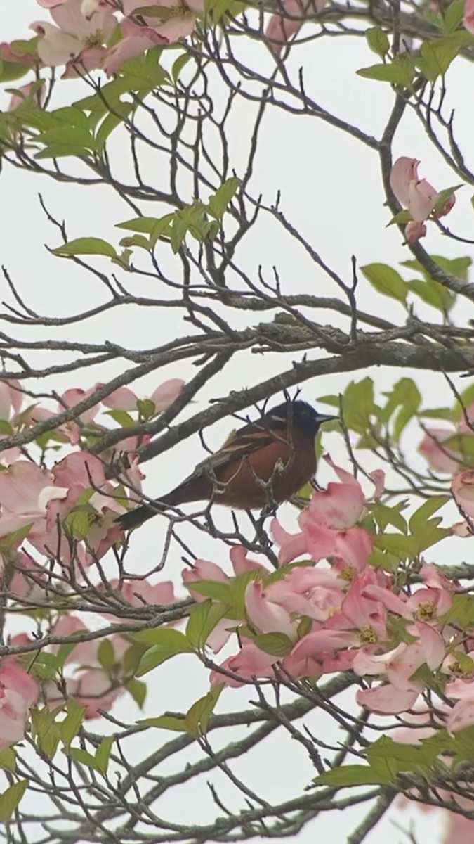 Orchard Oriole - John OConnell