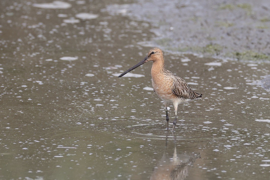 Asian Dowitcher - 國凌 薛