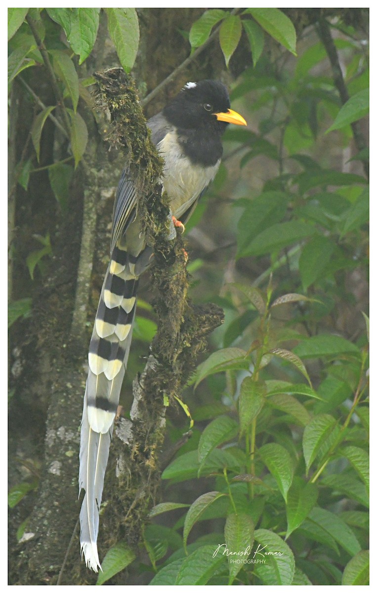 Yellow-billed Blue-Magpie - ML619282818