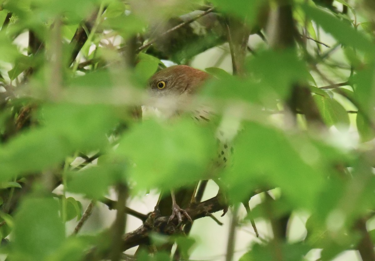 Brown Thrasher - ML619282819