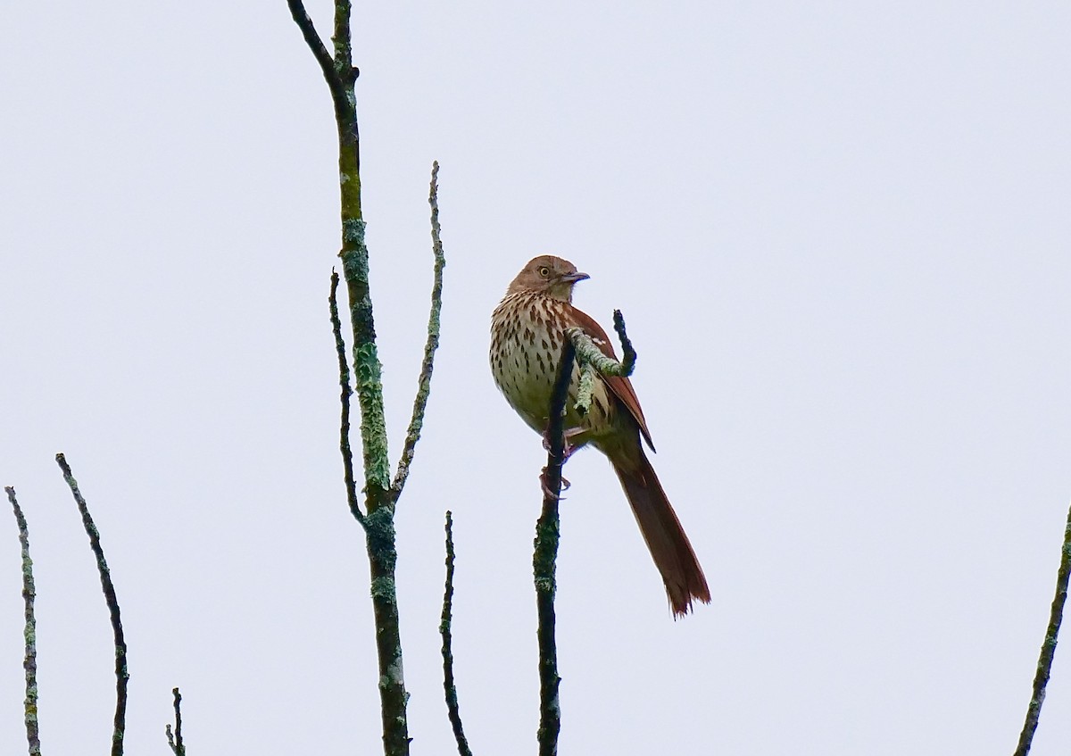 Brown Thrasher - Brett Hartl