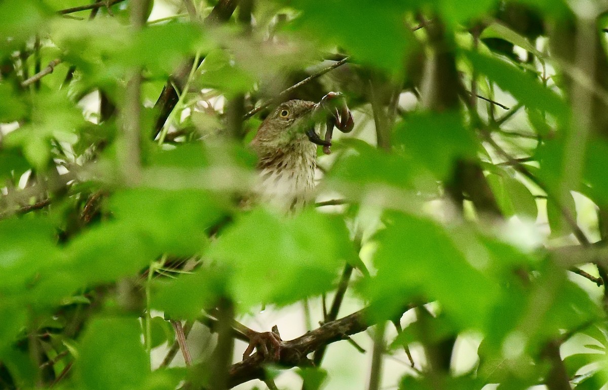 Brown Thrasher - ML619282826