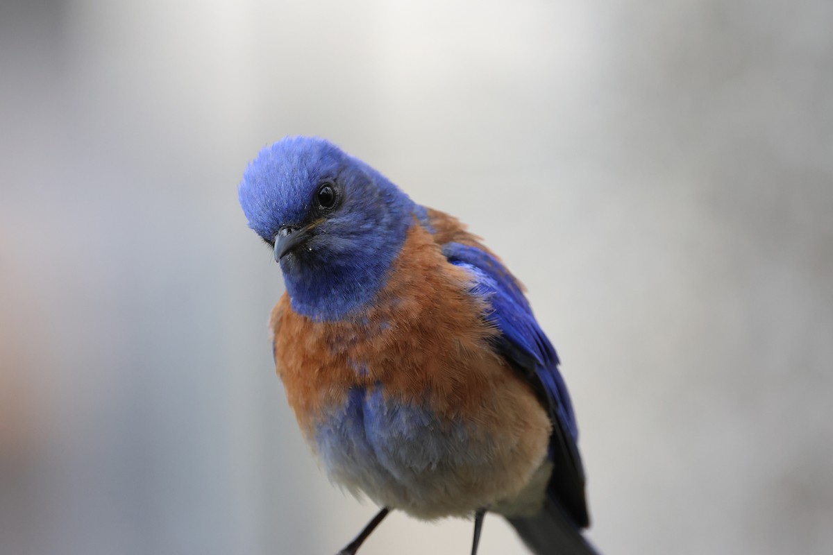 Western Bluebird - ML619282827