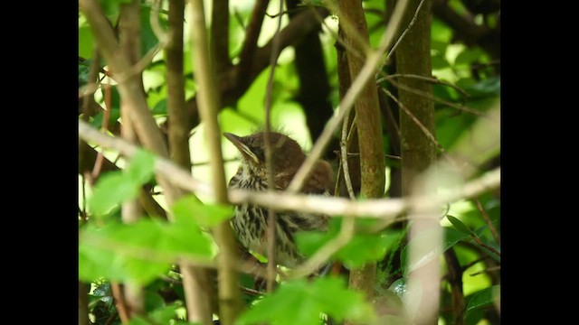 Brown Thrasher - ML619282828