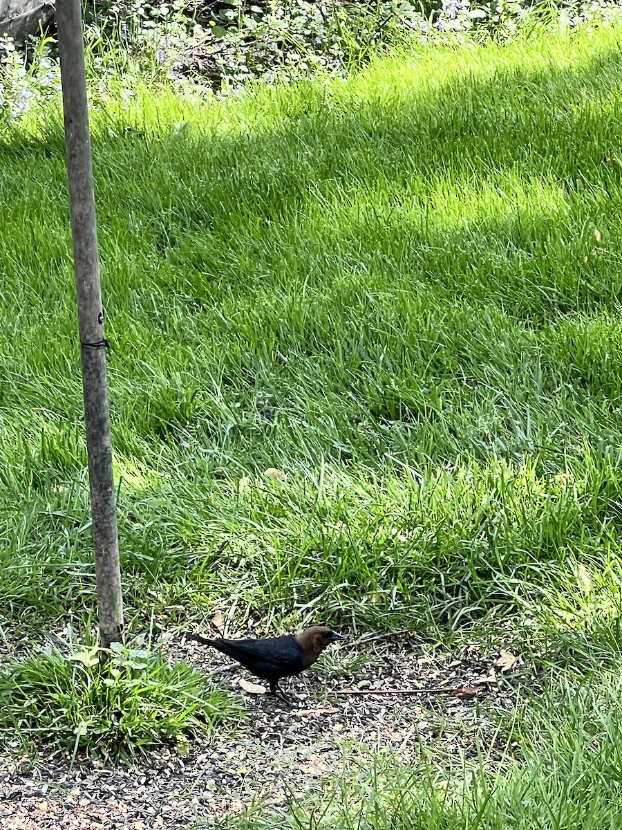 Brown-headed Cowbird - ML619282831