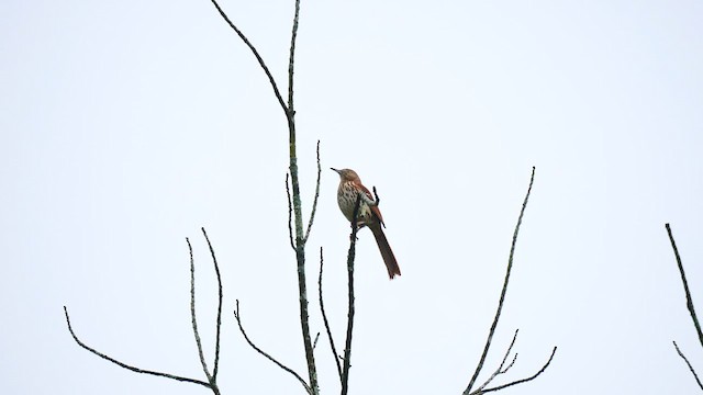 Brown Thrasher - ML619282833