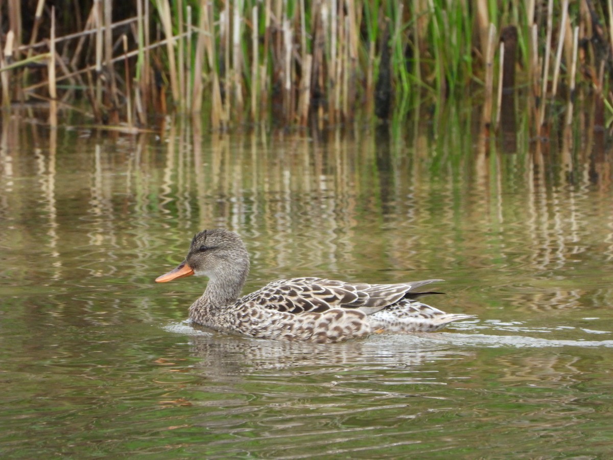 Mallard - Mandy Gibson