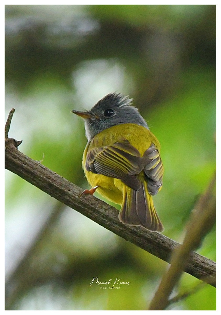 Gray-headed Canary-Flycatcher - ML619282839