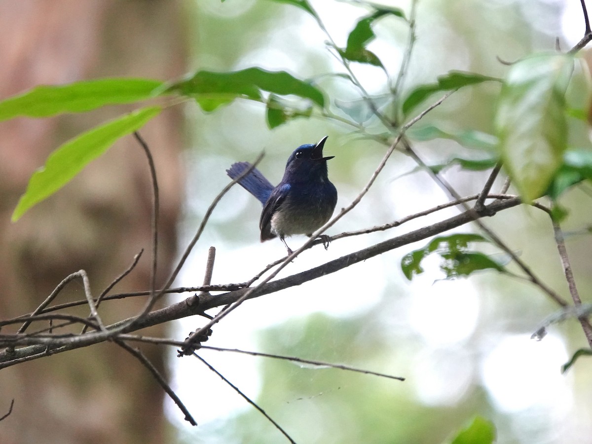 Hainan Blue Flycatcher - Ryann Tam