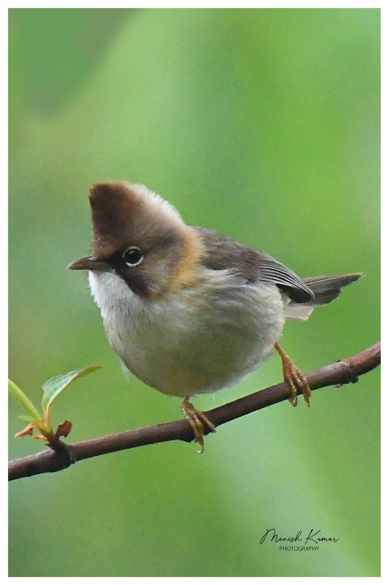 Whiskered Yuhina - Manish Kumar