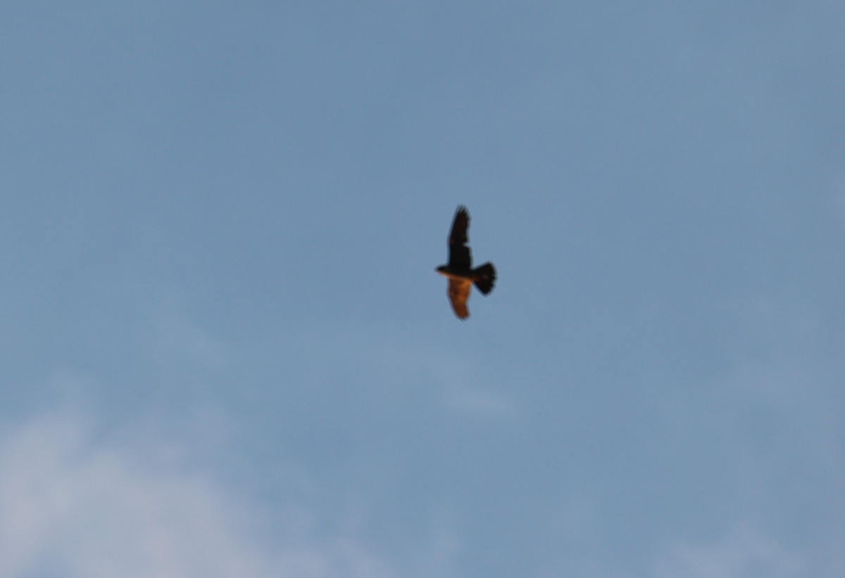 Peregrine Falcon - Chengheng Hu