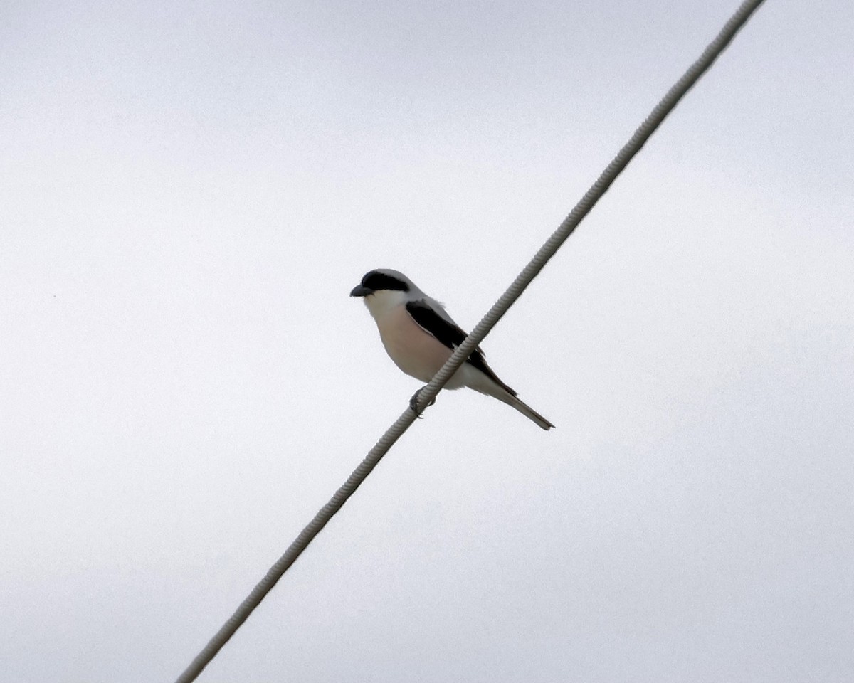 Lesser Gray Shrike - ML619282859