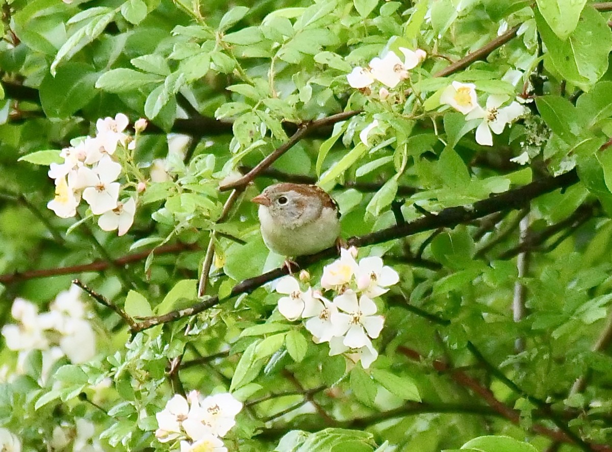 Field Sparrow - ML619282863