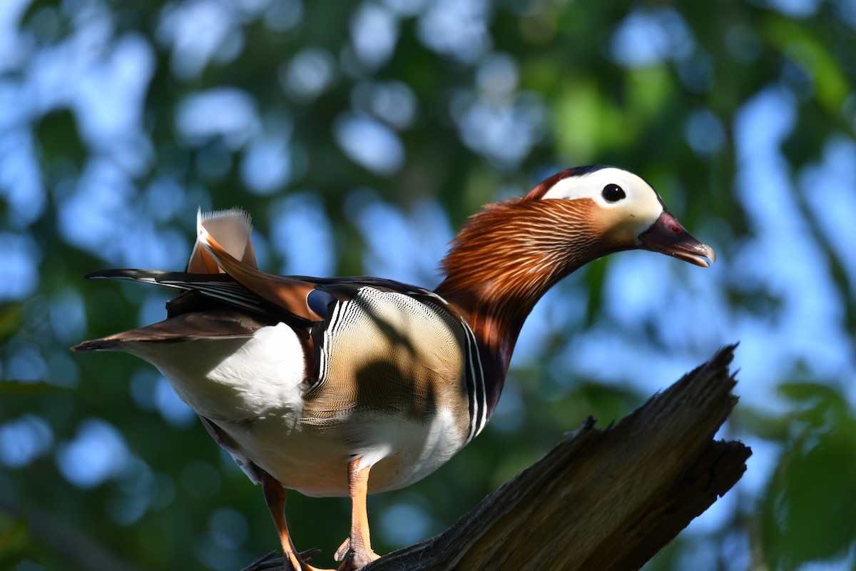 Mandarin Duck - ML619282866