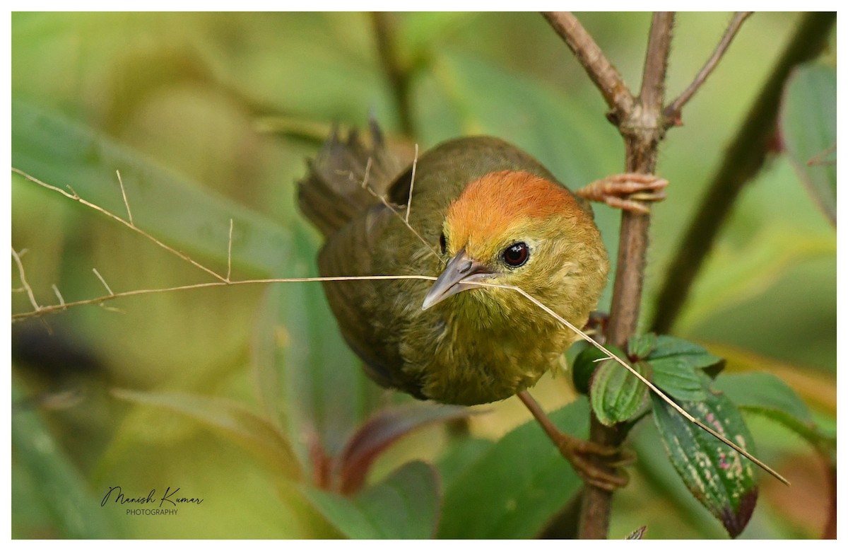 Rufous-capped Babbler - Manish Kumar