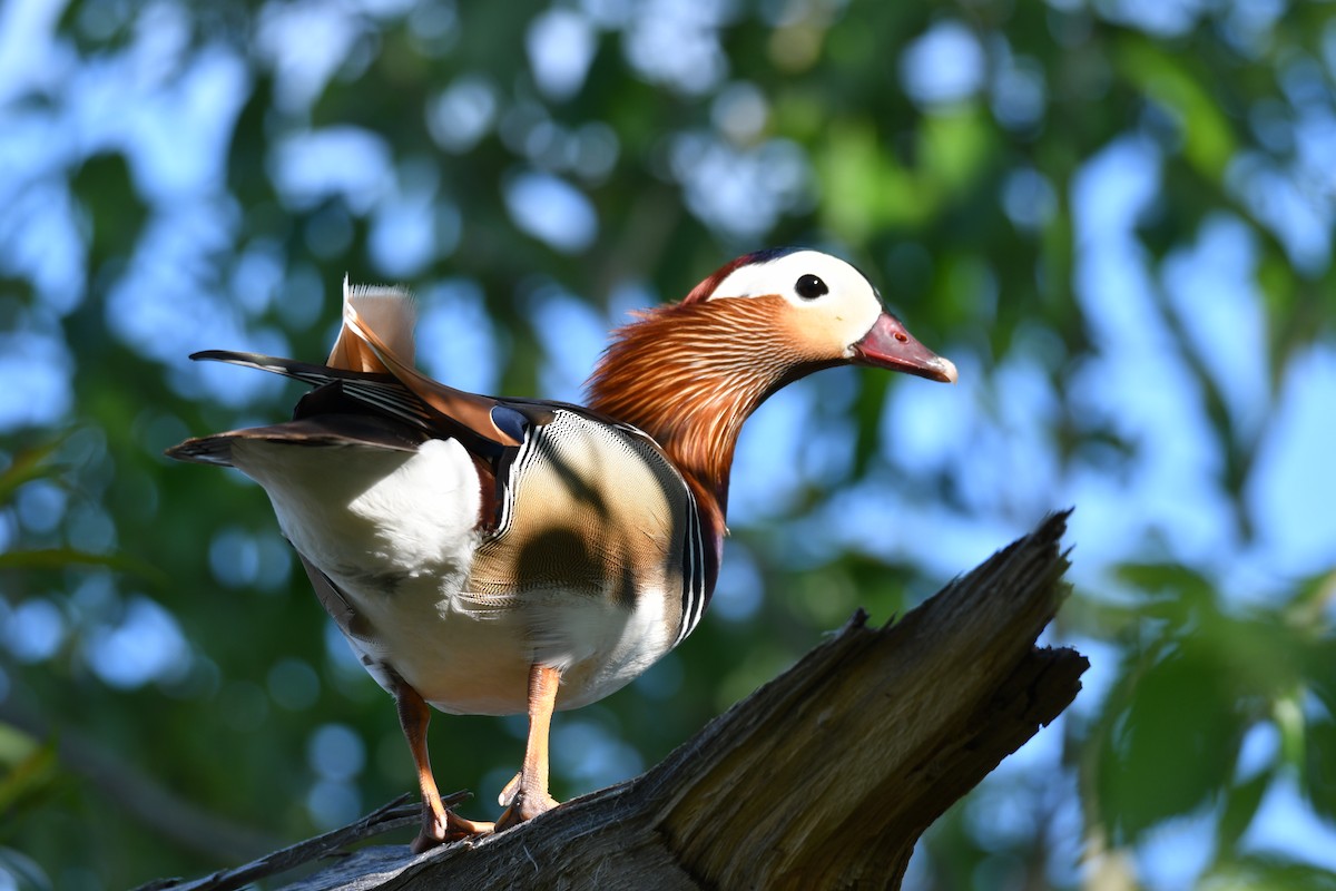 Mandarin Duck - ML619282871