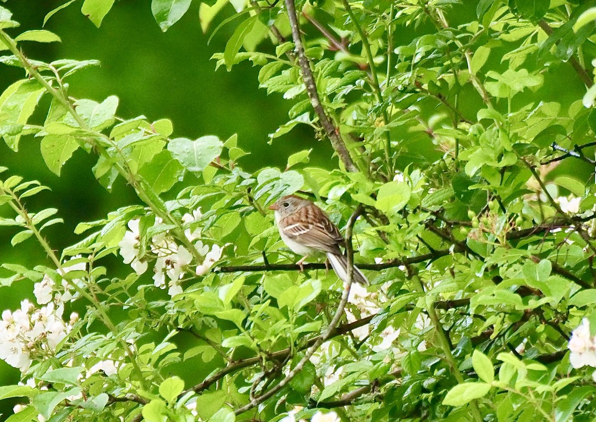 Field Sparrow - ML619282873