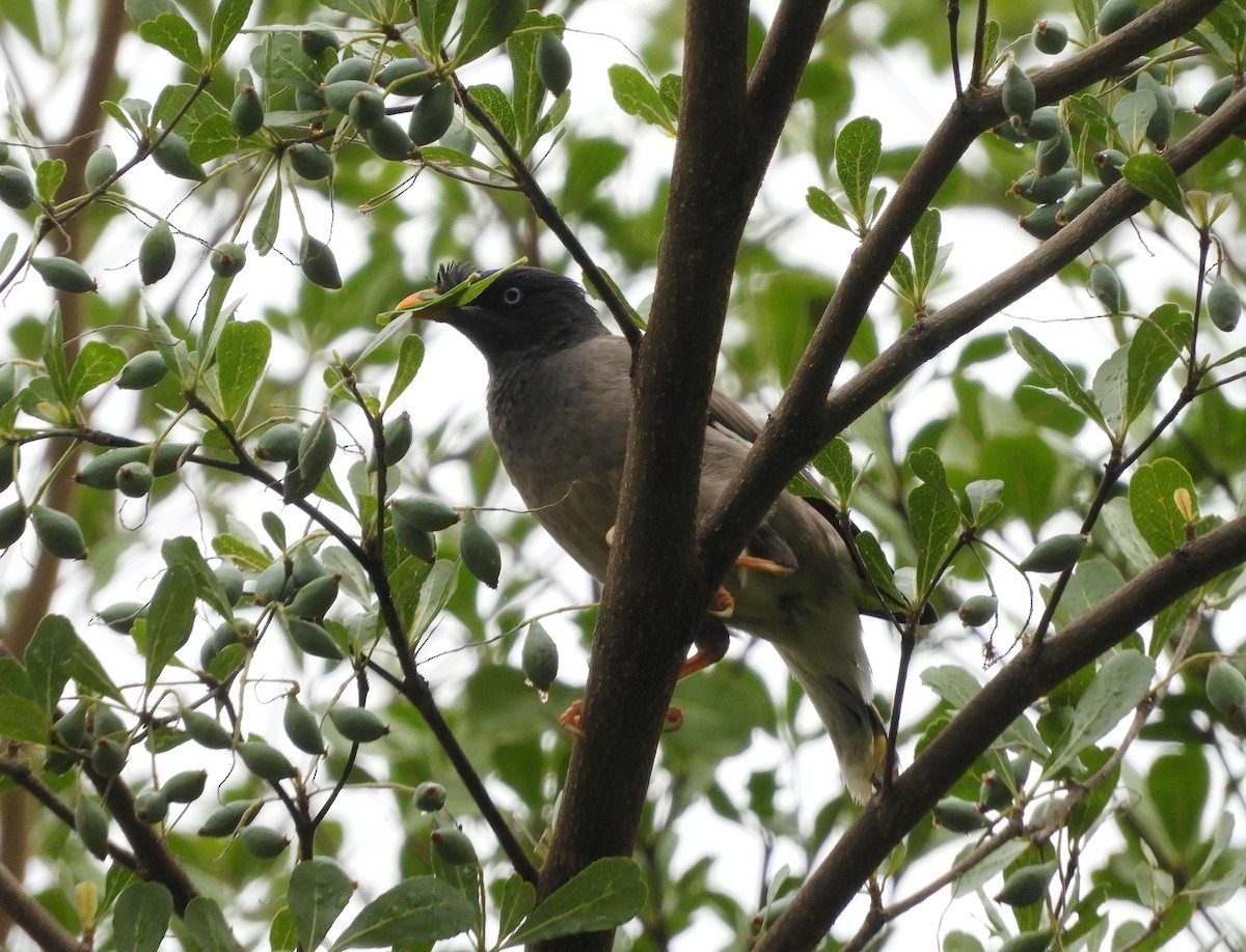 Jungle Myna - Manju Sinha