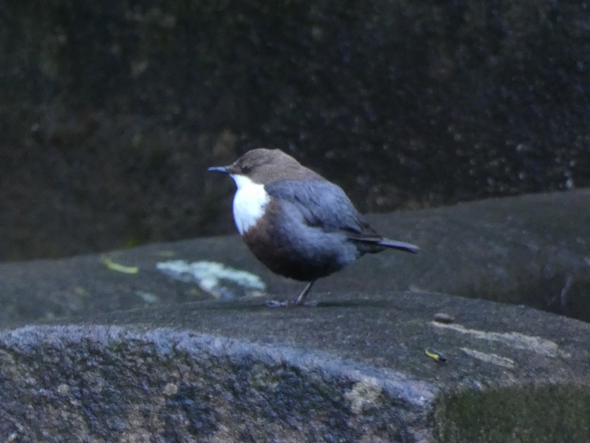 White-throated Dipper - Linda Fraley