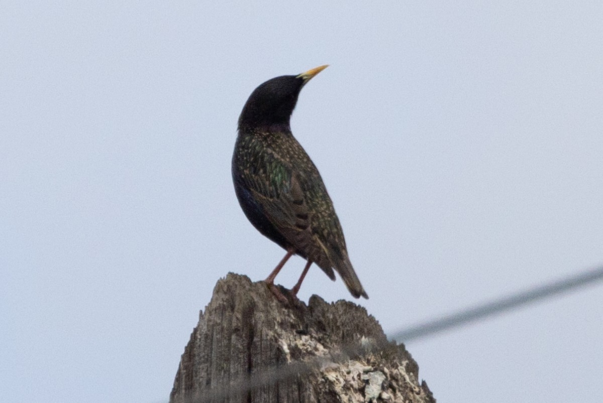 European Starling - ML619282886