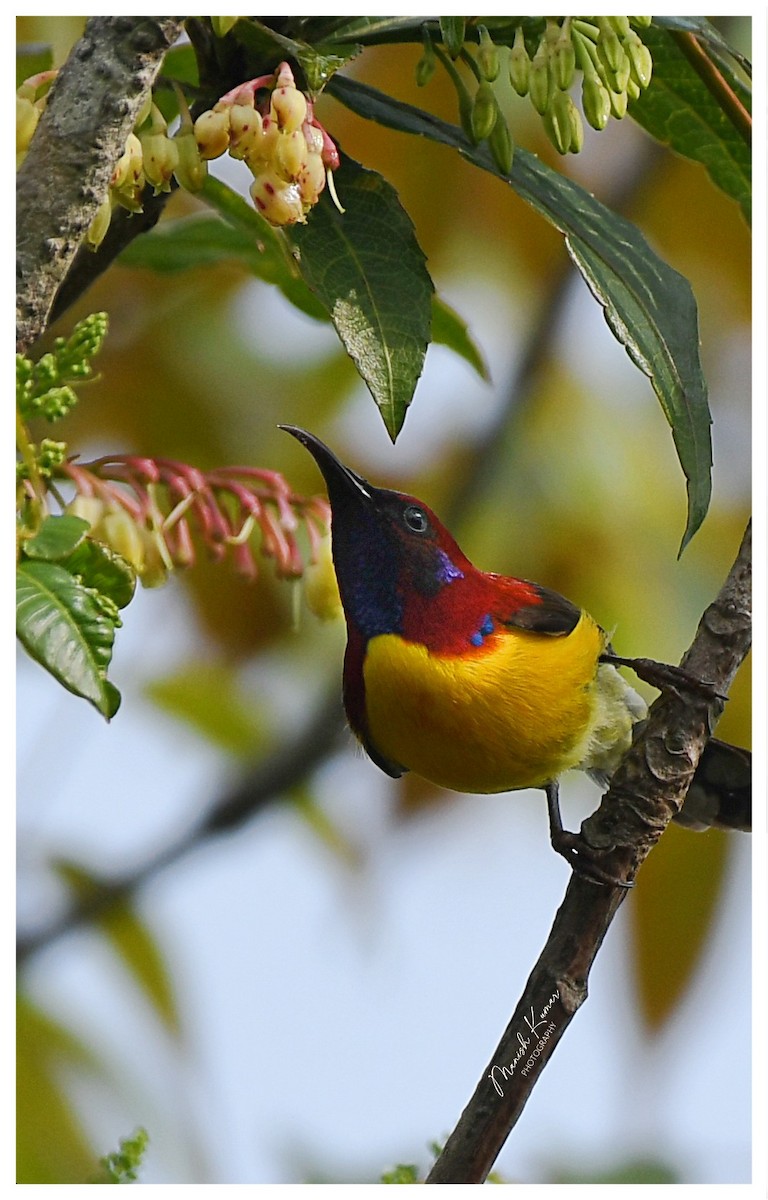 Mrs. Gould's Sunbird - Manish Kumar