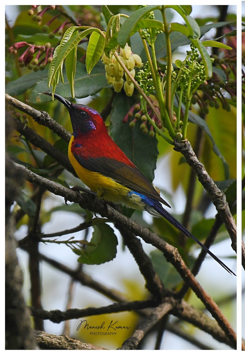 Gouldnektarvogel - ML619282890