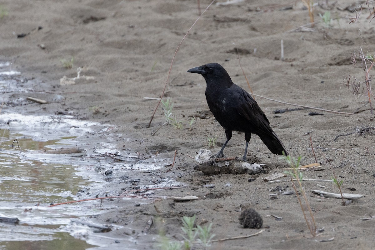 American Crow - John Reynolds