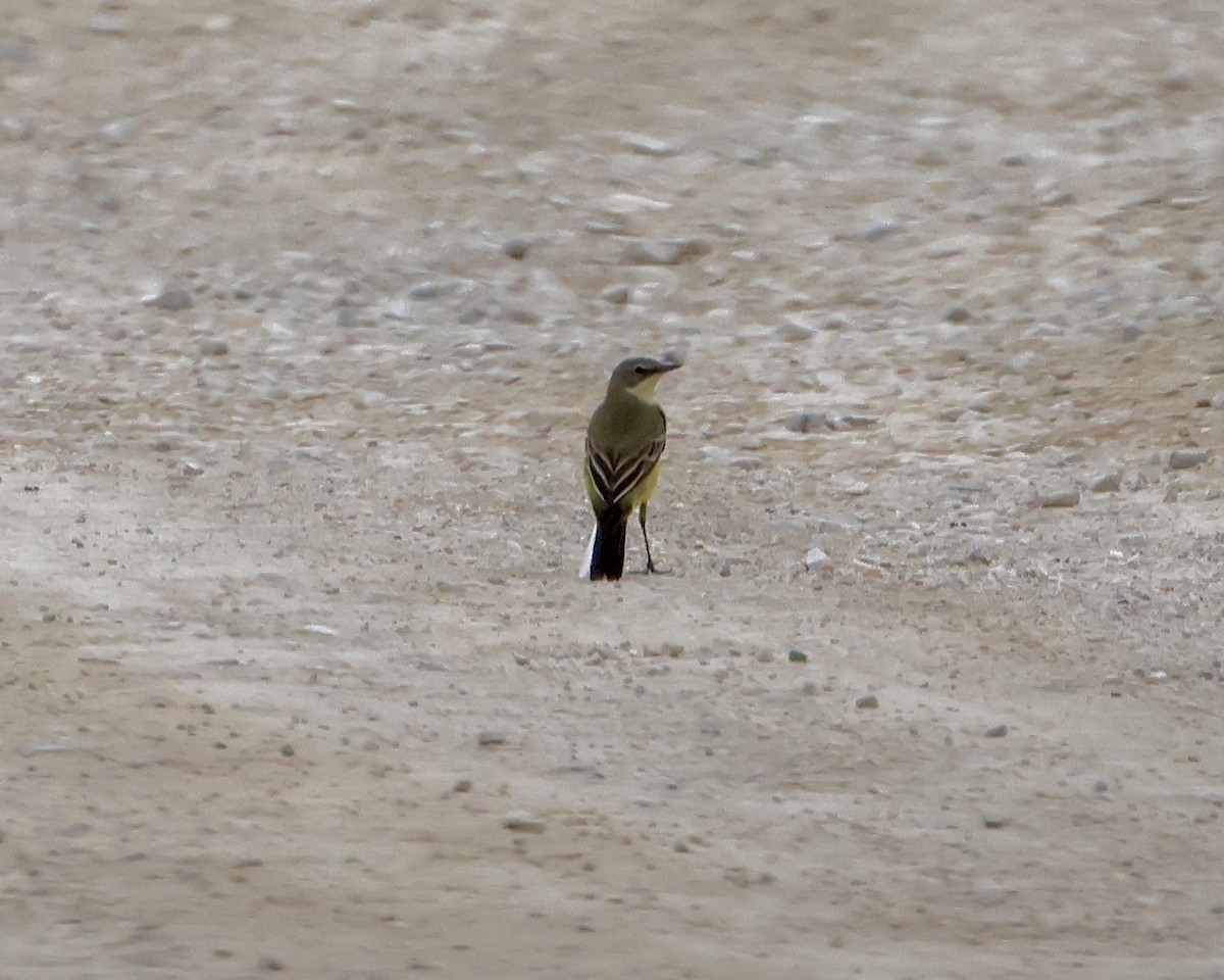 Western Yellow Wagtail (flava/beema) - ML619282897