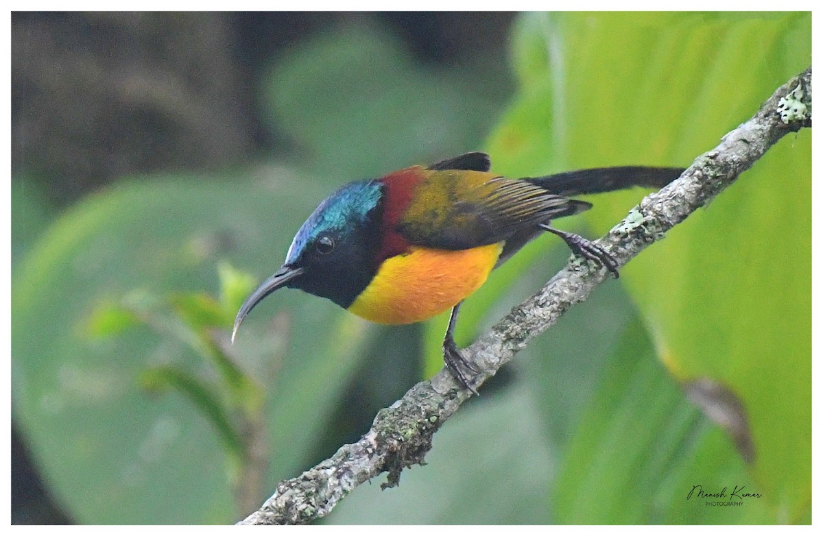 Green-tailed Sunbird - Manish Kumar