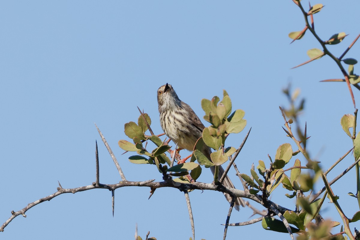 Karoo Prinia - Tommy Pedersen