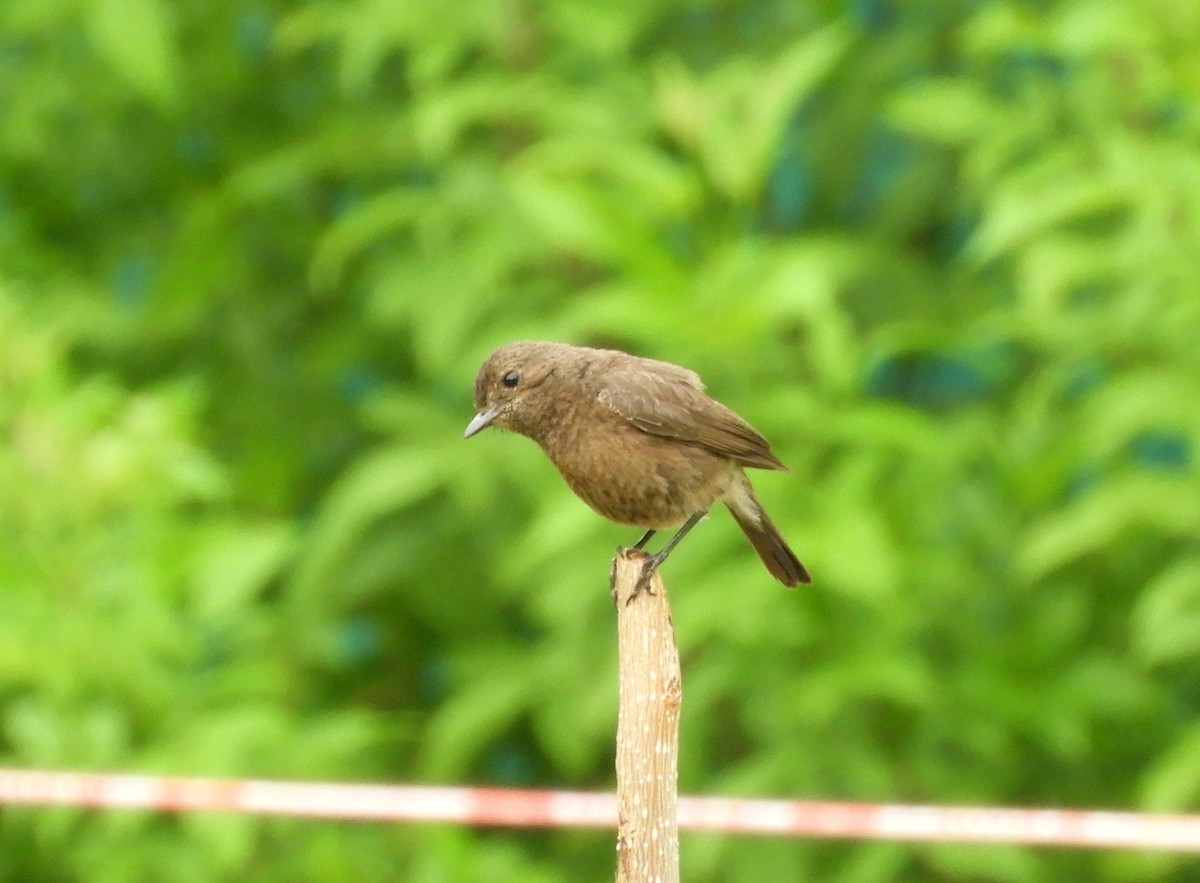 Pied Bushchat - Manju Sinha