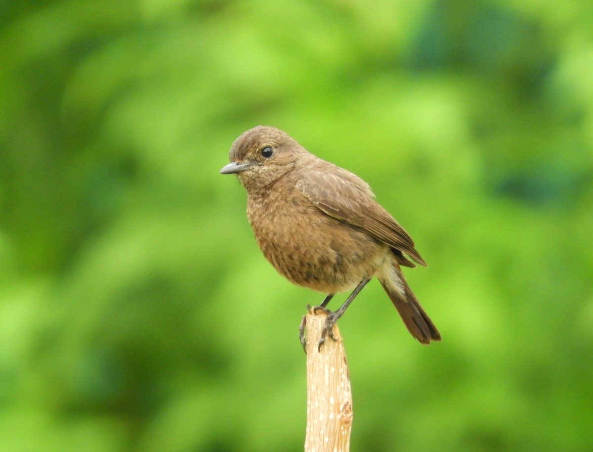 Pied Bushchat - Manju Sinha