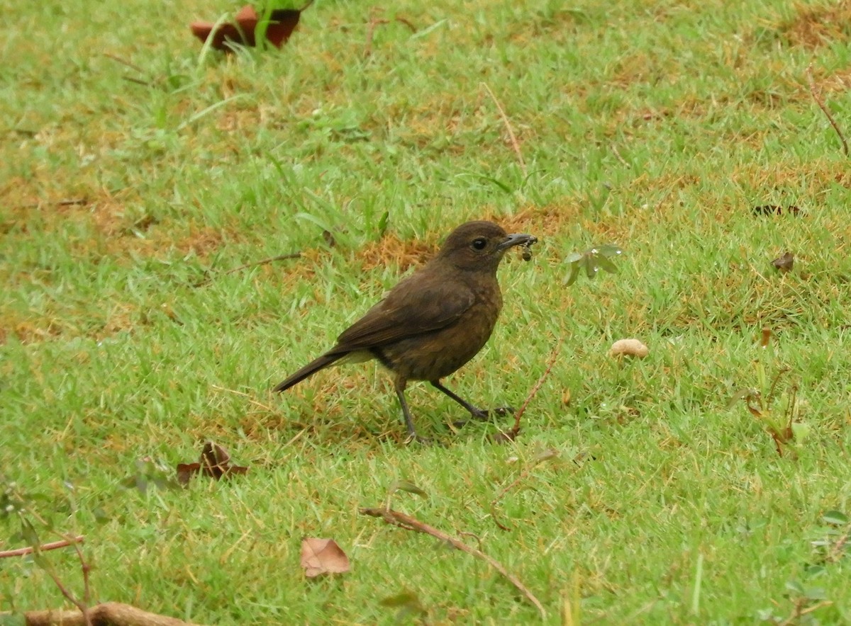 Pied Bushchat - Manju Sinha