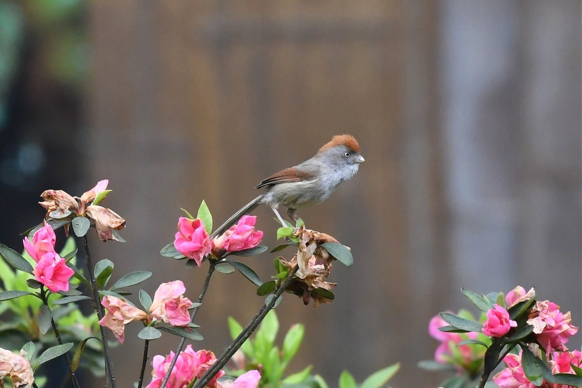 Ashy-throated Parrotbill - Jerry Chen