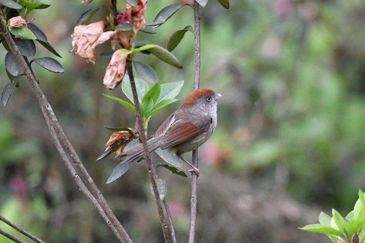 Ashy-throated Parrotbill - Jerry Chen