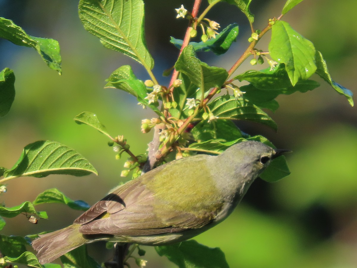 Tennessee Warbler - ML619282932