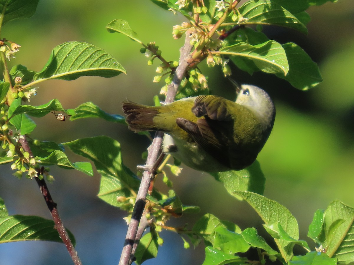 Tennessee Warbler - dave chase