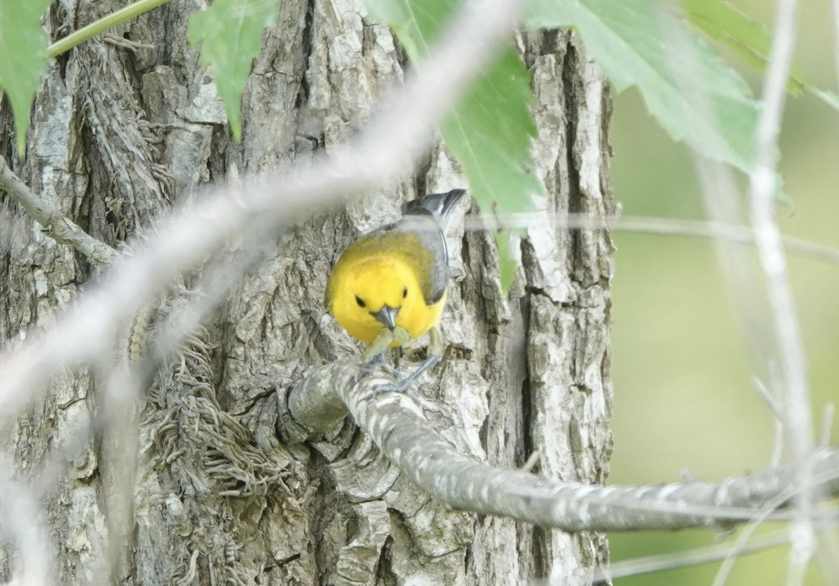 Prothonotary Warbler - Mary Kimberly