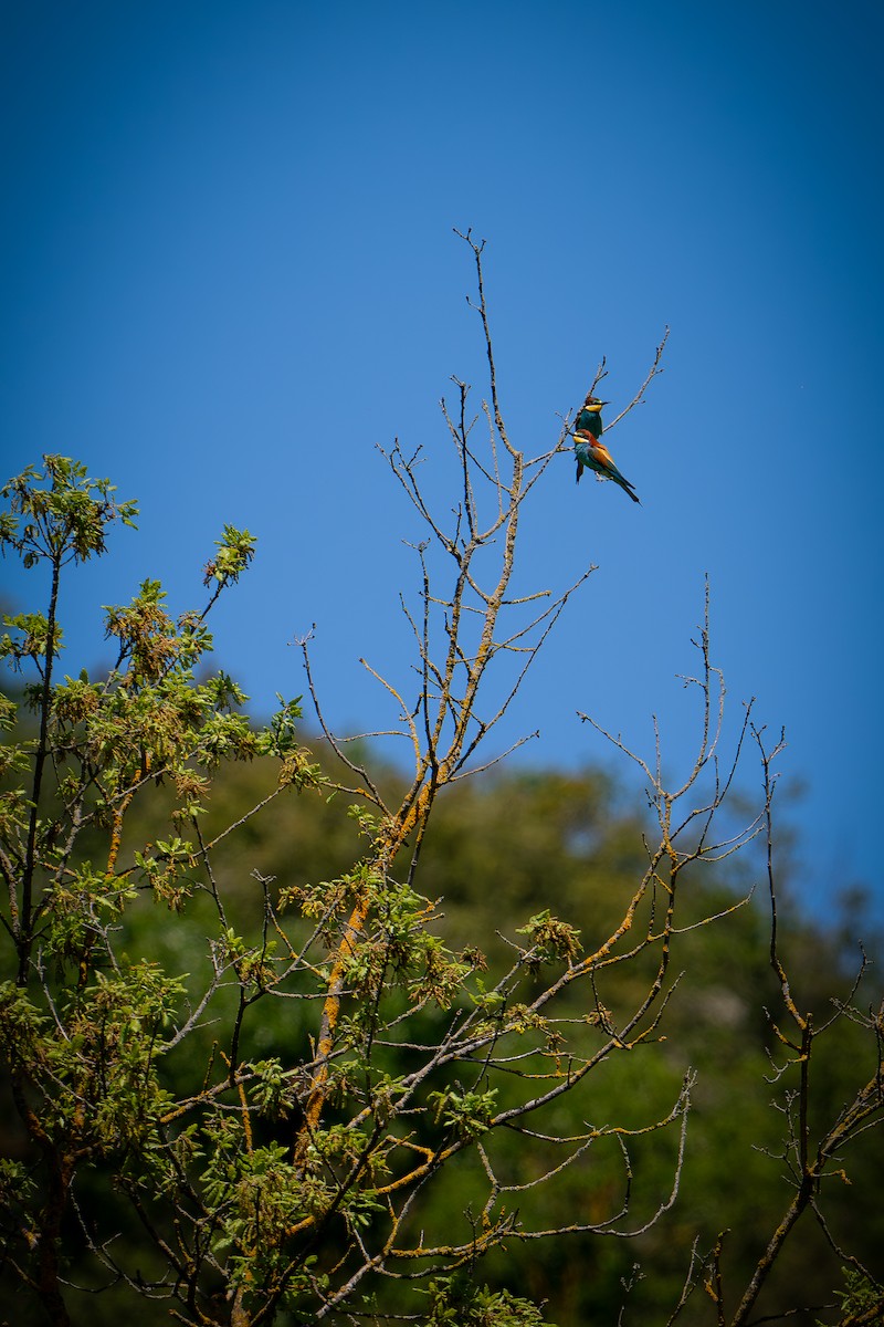 European Bee-eater - ML619282942