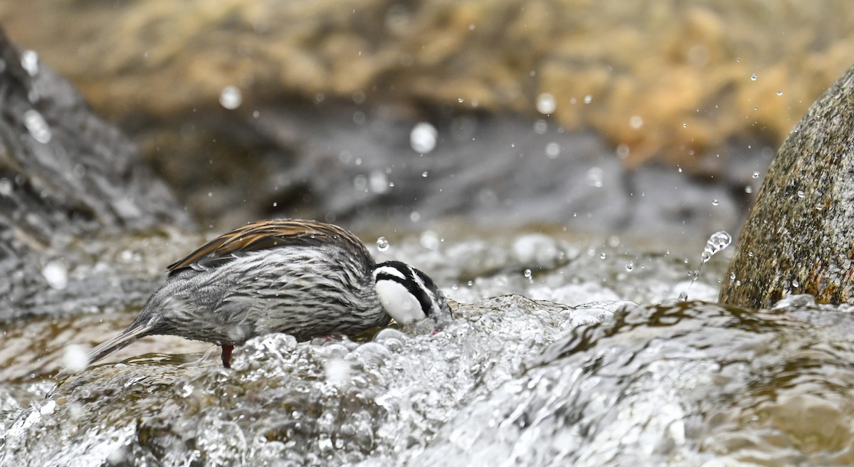 Torrent Duck - Marcelo Donoso