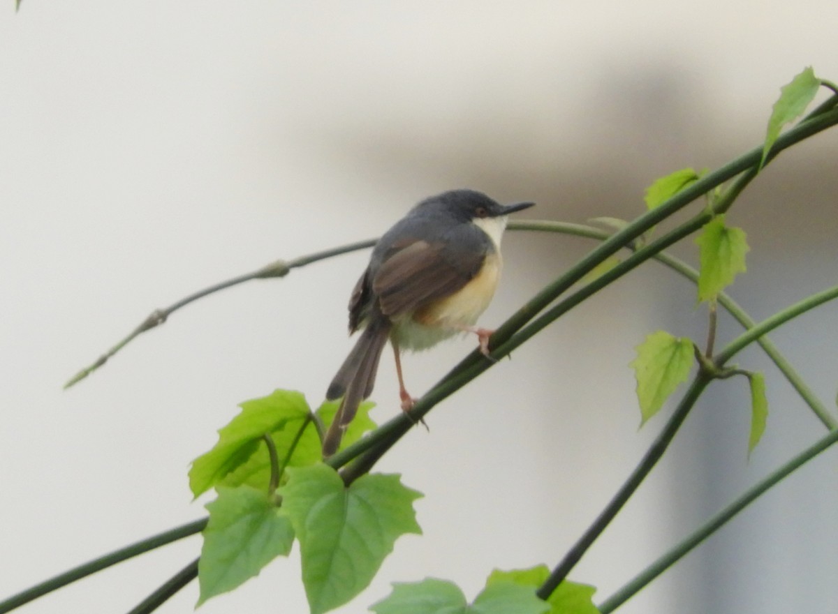 Ashy Prinia - Manju Sinha