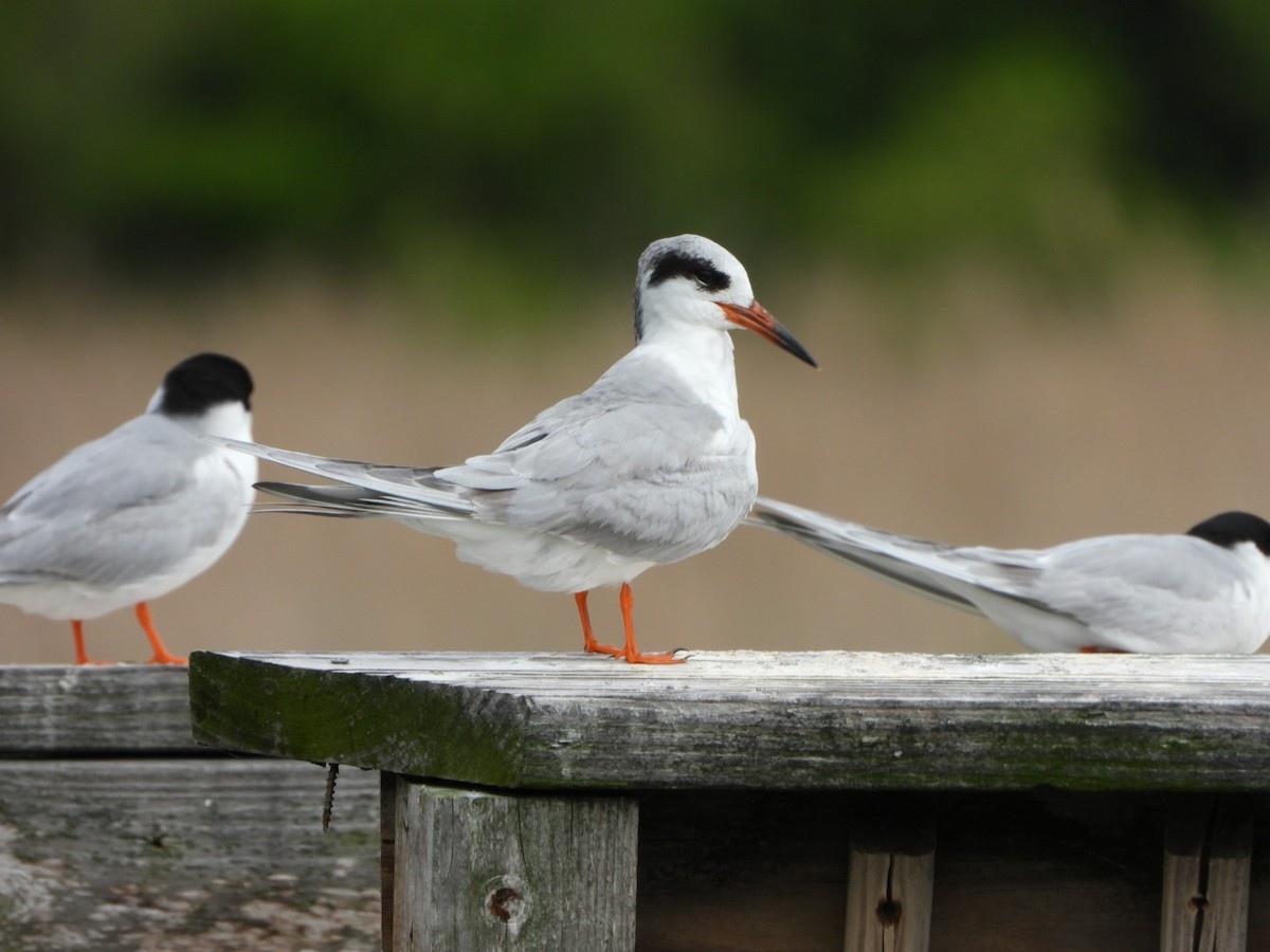 Forster's Tern - Mandy Gibson